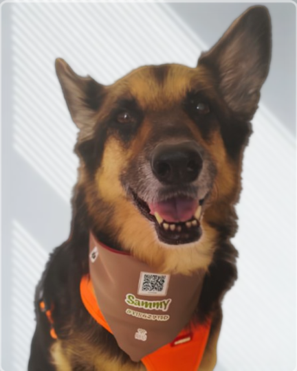 Perro usando una pañoleta SammyQR
